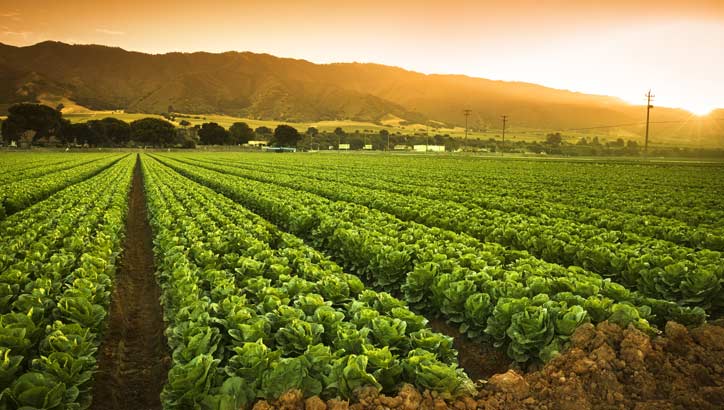Farm Laws